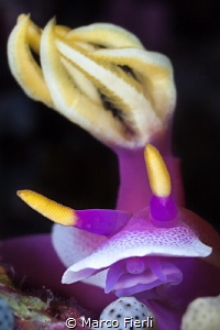 Hypselodoris Apolegma, portrait by Marco Fierli 